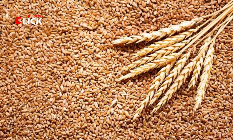استيراد القمح من الهند بعد ارتفاع أسعار الروسي