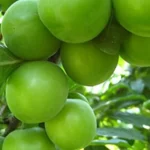 حبة الجانرك ب 500 ليرة