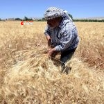 تجهيزات فنية وتحضيرات رسمية لاستقبال موسم القمح في الرقة