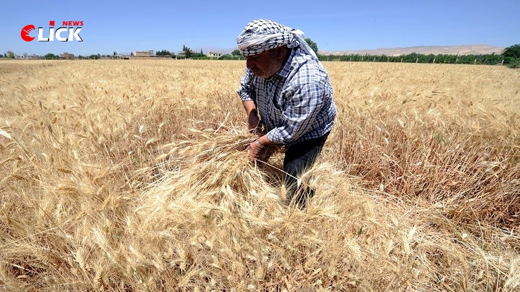 تجهيزات فنية وتحضيرات رسمية لاستقبال موسم القمح في الرقة