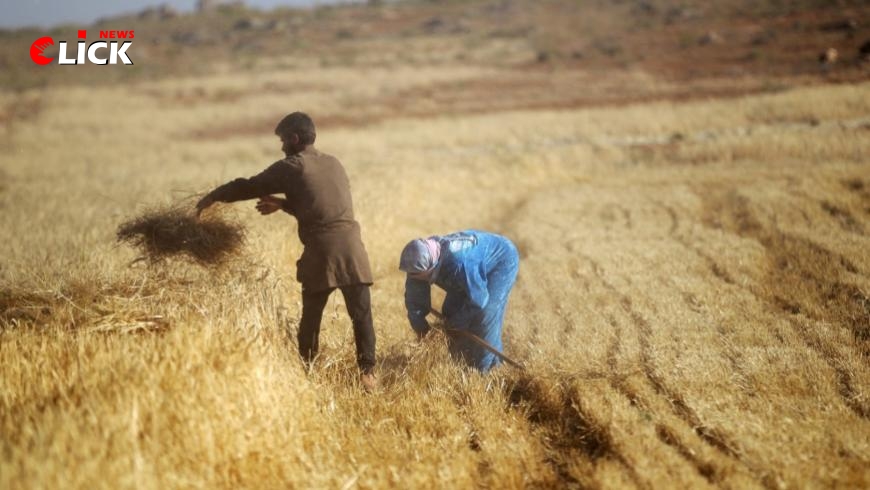انحباس الأمطار والجفاف يحدَّان من الخطة الزراعية لمحصول القمح في الحسكة