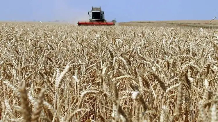 انحباس الأمطار والجفاف يحدَّان من الخطة الزراعية لمحصول القمح في الحسكة