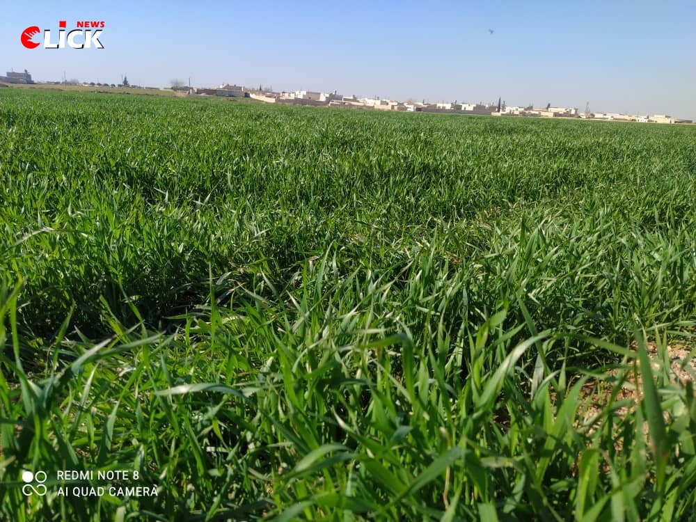 زراعة حلب: الواقع الزراعي مبشر لهذا العام ولا وجود لحالة إصابة بالصدأ الأصفر