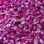 حوالي 3 طن كمية الإنتاج اليومي من الوردة الشامية في قرية النيرب