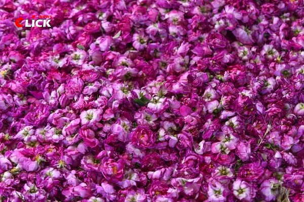 حوالي 3 طن كمية الإنتاج اليومي من الوردة الشامية في قرية النيرب