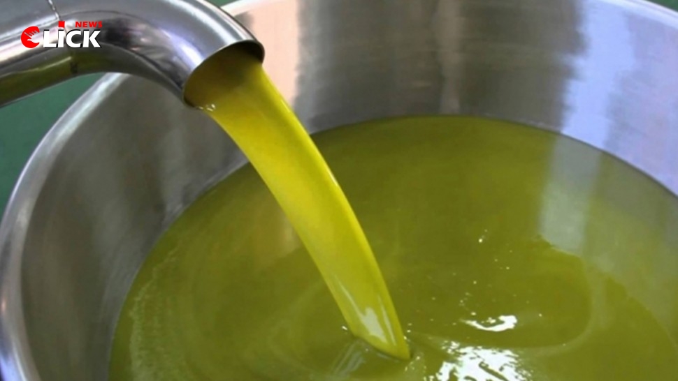 إنتاج وفير وسعر لطيف لزيت الزيتون