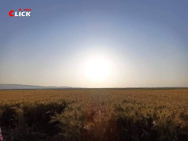 موسم الحصاد يفتح ملفات الفلاحين ويمهد الطريق للحلول في أرياف حمص