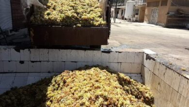 تتصدر المحافظات.. أكثر من 54 ألف طن تقدير كميات إنتاج العنب في حمص