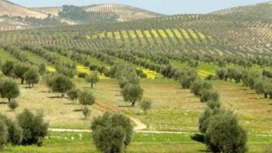 210 ألف طن إنتاجية الزيتون في اللاذقية.. هل يستطيع المواطن السوري أن يُمون الزيت؟