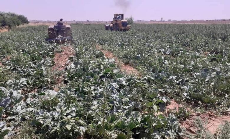إتلاف محاصيل زراعية بريف حمص