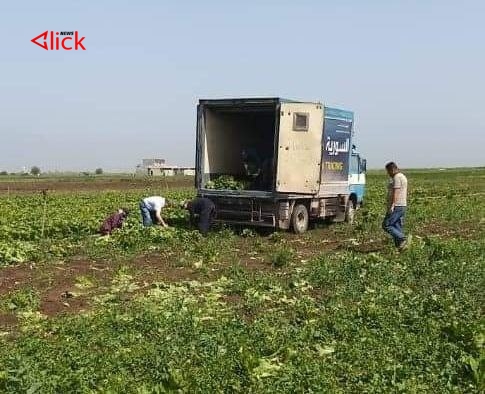 السورية للتجارة في حقول المزارعين بحماة