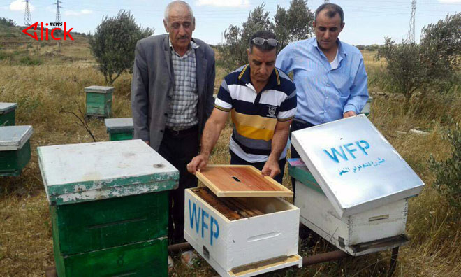 تراجع إنتاج العسل 40% ونفوق 5 آلاف خلية في حمص
