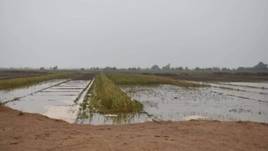 تضرر أكثر من 2500 دونماً زراعياً في دير الزور جراء الأمطار