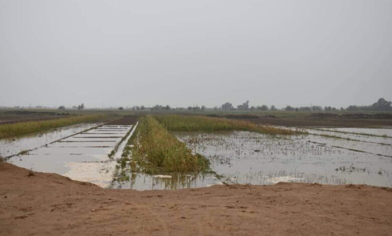 تضرر أكثر من 2500 دونماً زراعياً في دير الزور جراء الأمطار