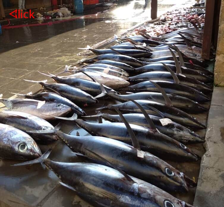 انخفاض أسعار السمك