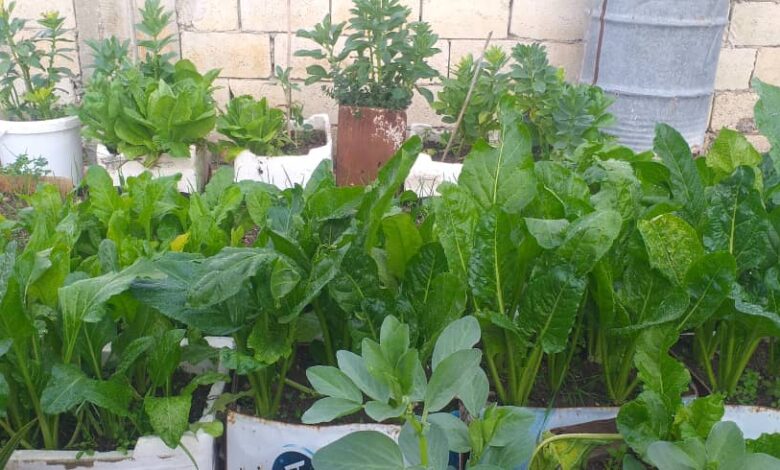 "بلا ولا شي".. زوجان يحوّلان سطح منزلهم إلى مزرعة خضروات في اللاذقية