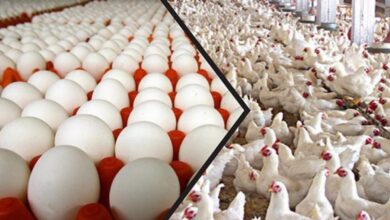 انخفاض نسبة العاملين في قطاع الدواجن إلى 25%.. من المرجح أن يصل سعر البيضة إلى 1000 ليرة