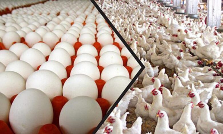 انخفاض نسبة العاملين في قطاع الدواجن إلى 25%.. من المرجح أن يصل سعر البيضة إلى 1000 ليرة