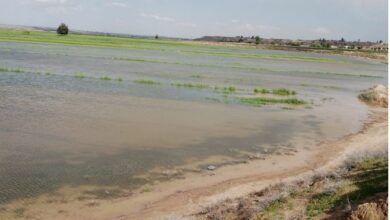 غمر 4750 دونماً من القمح بسبب الأمطار الغزيرة والسيول في دير الزور