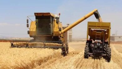 السورية للحبوب تحدد 8 مراكز لاستلام محصول القمح في حماة وتَعد "بمعالجة شكوى أي مزارع يشعر بالغبن"