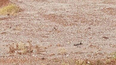 أمطار "الحالول" والبرد يهددان محاصيل الفلاحين في الحسكة