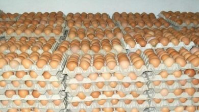 أسعار البيض ترتفع بنسبة 1800 % خلال خمس سنوات