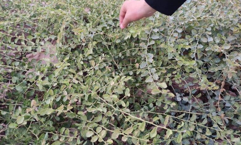 القبار.. نبات طبيعي يعد مصدر رزق لعدد من أهالي حمص