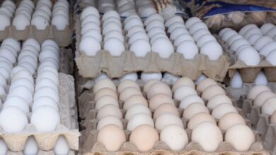 "البيضة بـ 1500 ليرة وبالطالع ".. مؤسسة الدواجن: لا يوجد أي مؤشرات تدّل على انخفاض السعر