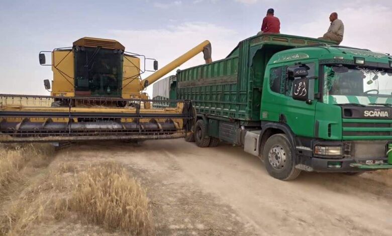 تسويق أكثر من 20 ألف طن من القمح في حمص حتى اليوم والعمل مستمر
