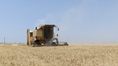 استمرار حصاد القمح في عطلة عيد الأضحى بمحافظة درعا