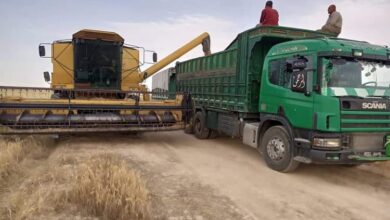 مع تسويق نحو 70 ألف طن.. انتهاء عمليات حصاد القمح في حمص