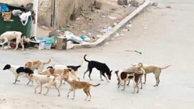 نحو 500 مواطن يتعرّضون "لعضة كلب شارد" في حمص.. الصحة: اللقاحات محدودة وتنقطع أحياناً