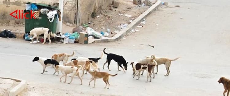 نحو 500 مواطن يتعرّضون "لعضة كلب شارد" في حمص.. الصحة: اللقاحات محدودة وتنقطع أحياناً