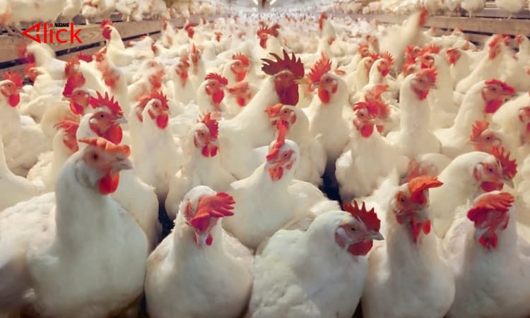 بعد الحديث عن انتشاره.. مدير الصحة الحيوانية في وزارة الزراعة: مرض "شبه طاعون الدجاج" في الطور النهائي لانتشاره والإصابات خفيفة