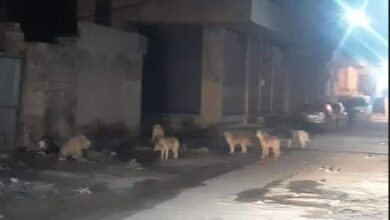 قطعان الكلاب الشاردة تغزو شوارع مدينة الحسكة