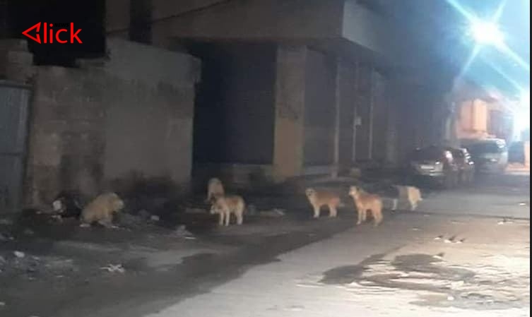 قطعان الكلاب الشاردة تغزو شوارع مدينة الحسكة