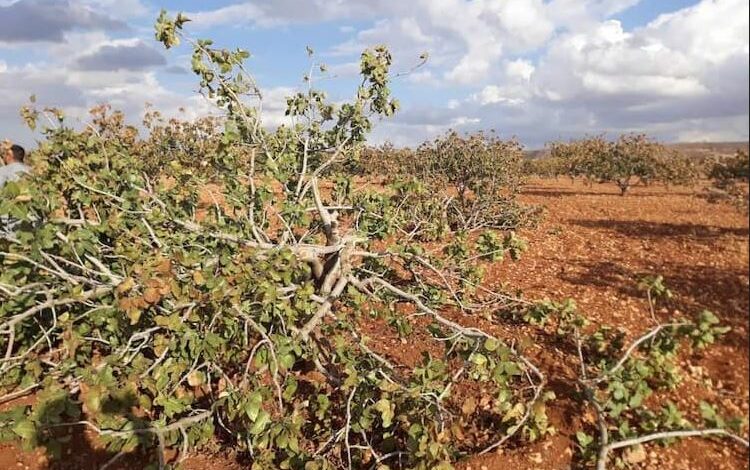 للمرة الثالثة خلال عام.. قطع أشجار فستق حلبي يتجاوز عمرها 30 عاماً في ريف حماة والأهالي يطالبون باتخاذ إجراءات رسمية