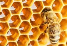 مربو النحل في حمص يعانون ارتفاع تكاليف الإنتاج وضعف تصريفه